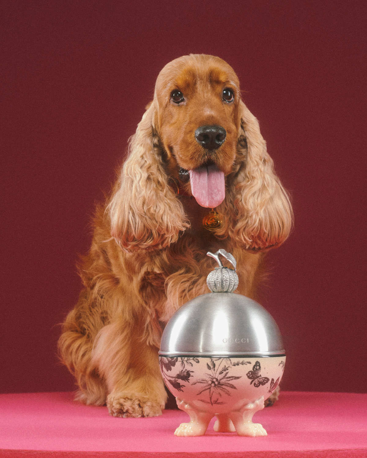 Introducing Gucci's Brand New Capsule: The Gucci Pet Collection