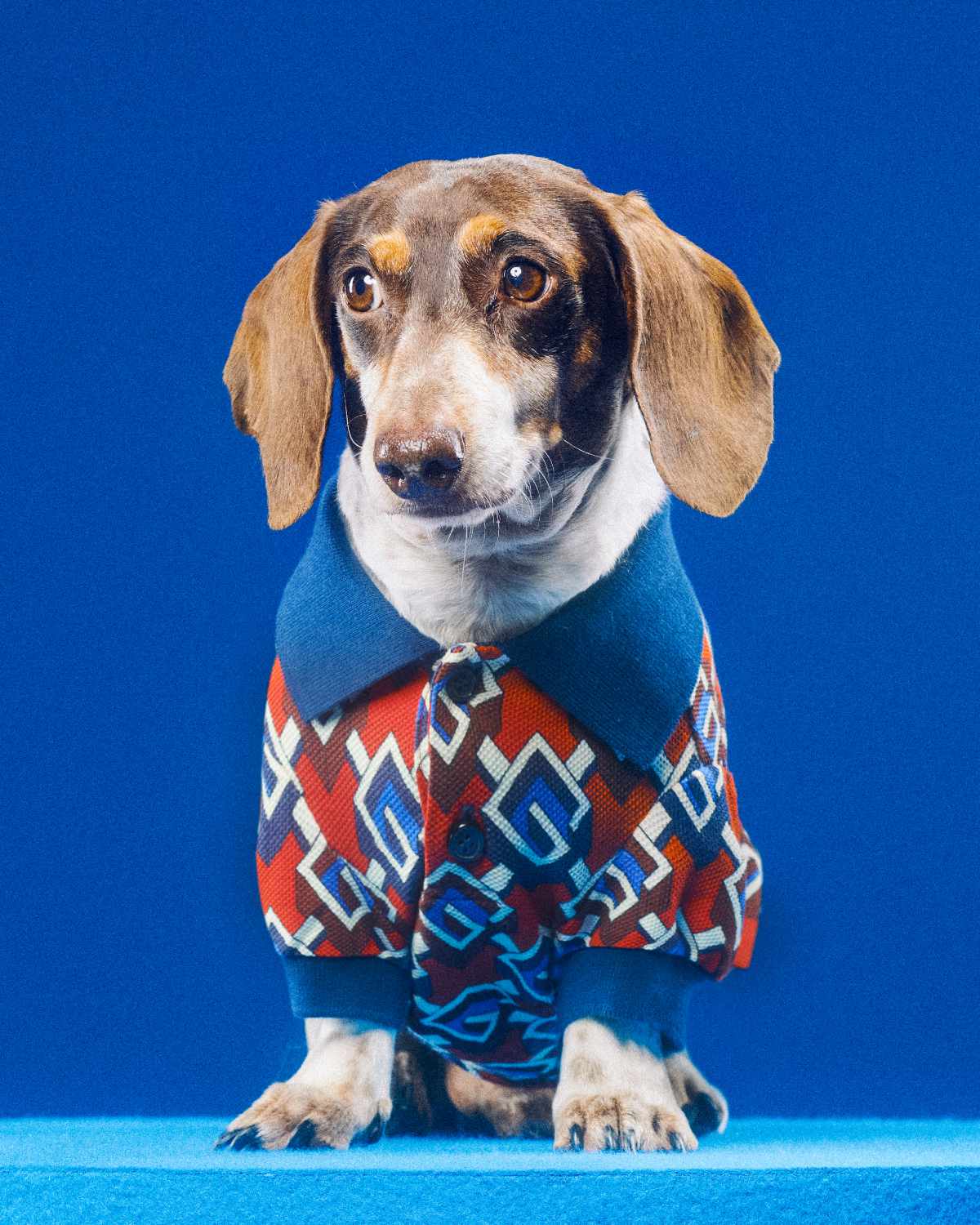 Gucci Introduces Its New Pet Collection