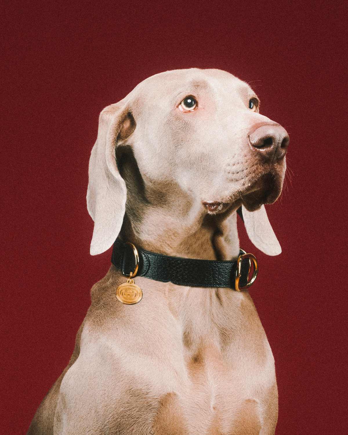 Gucci Introduces Its New Pet Collection