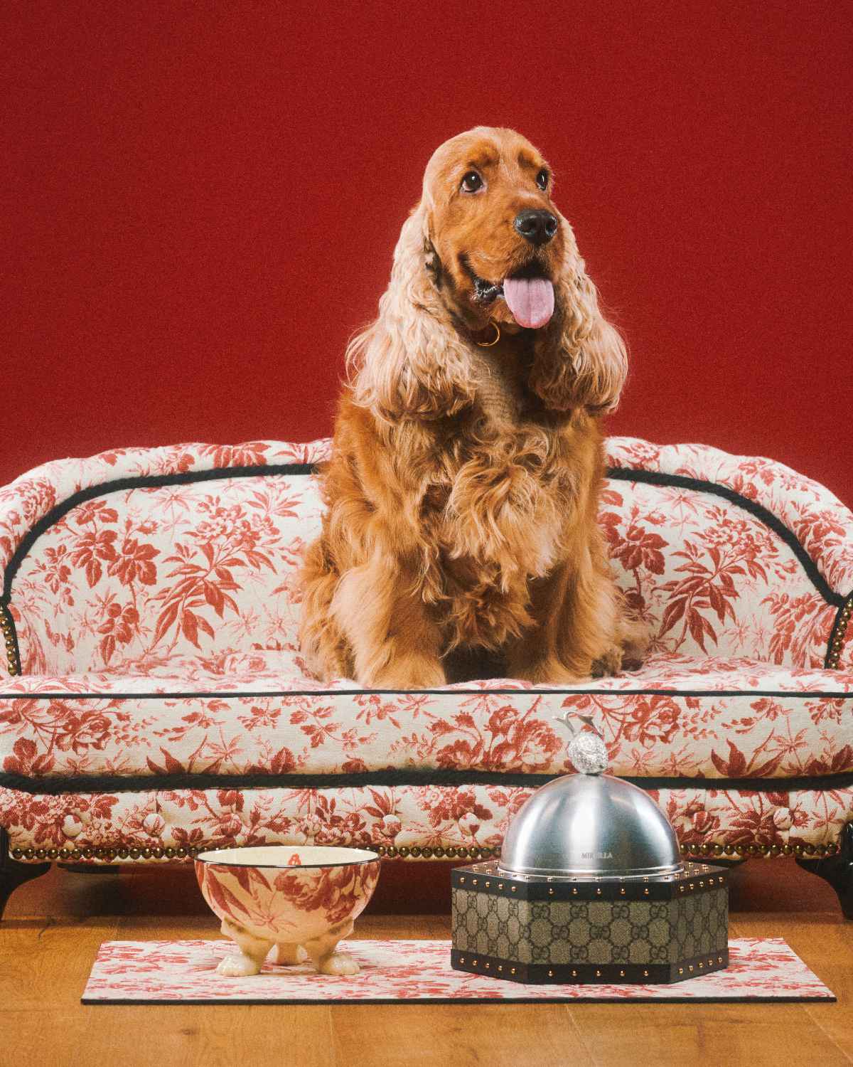 Gucci Pet Collection Is Introduced – WWD