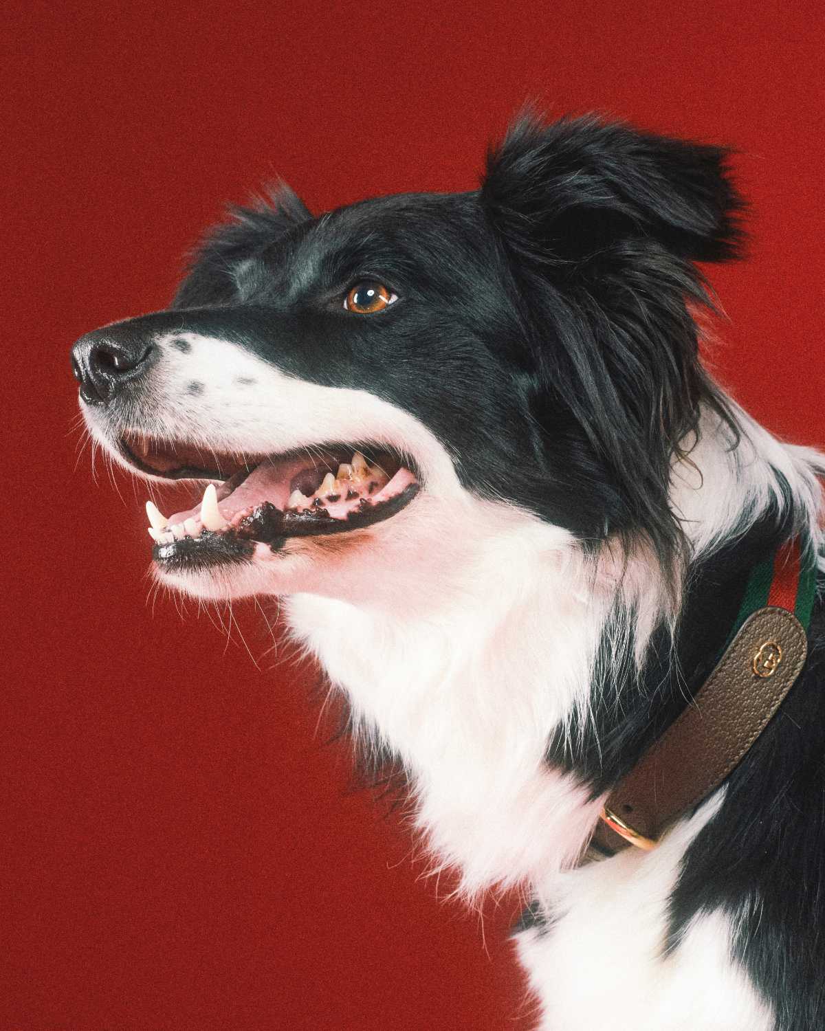 Gucci's First Pet Collection Is For Good Boys & Bad Bitches