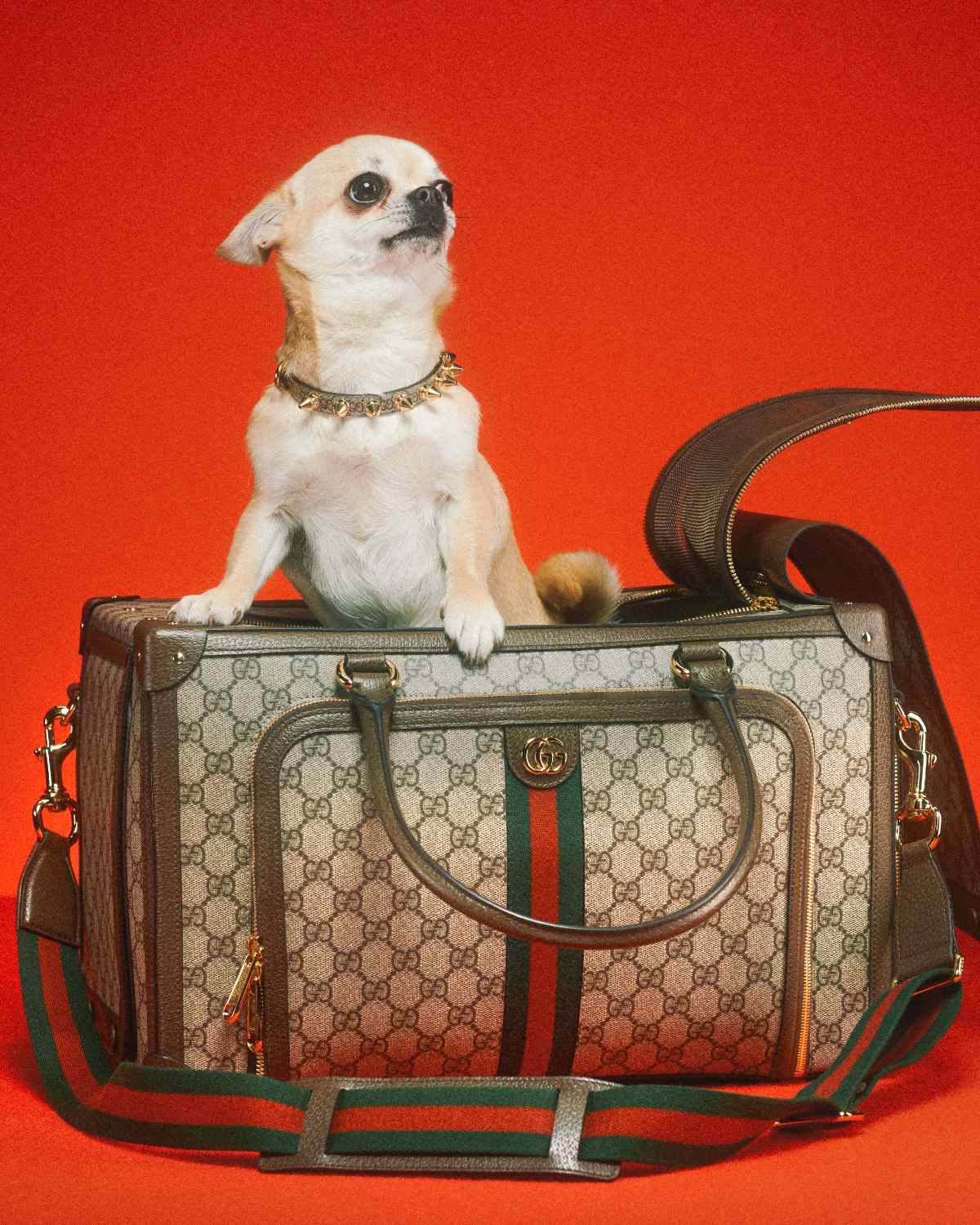 Gucci launches special collection for pets - MASTERS EXPO