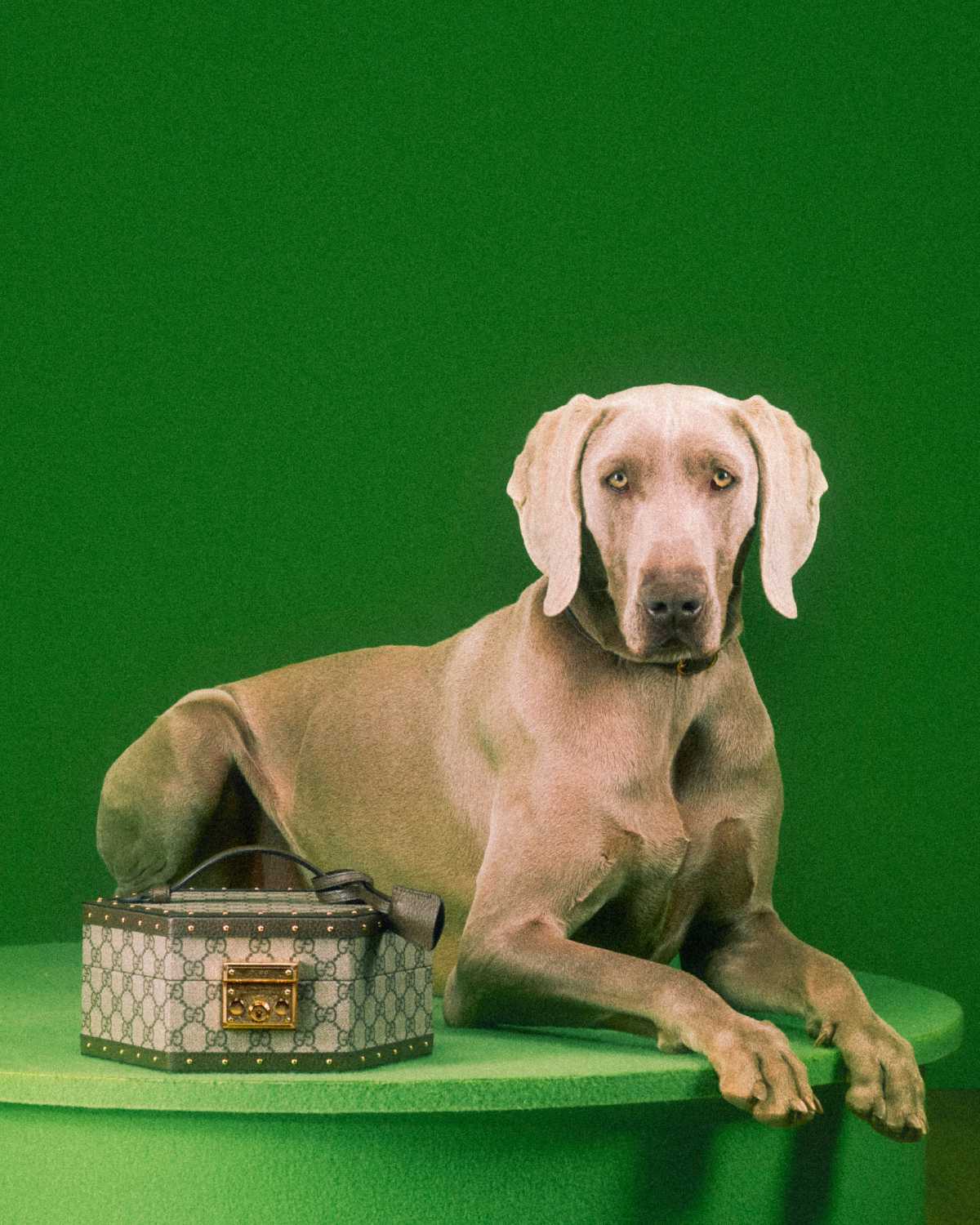 Gucci Pet Collection Campaign Dog Cat Photos