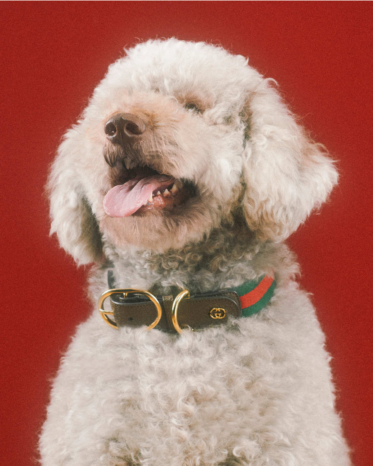 Gucci Introduces Its New Pet Collection