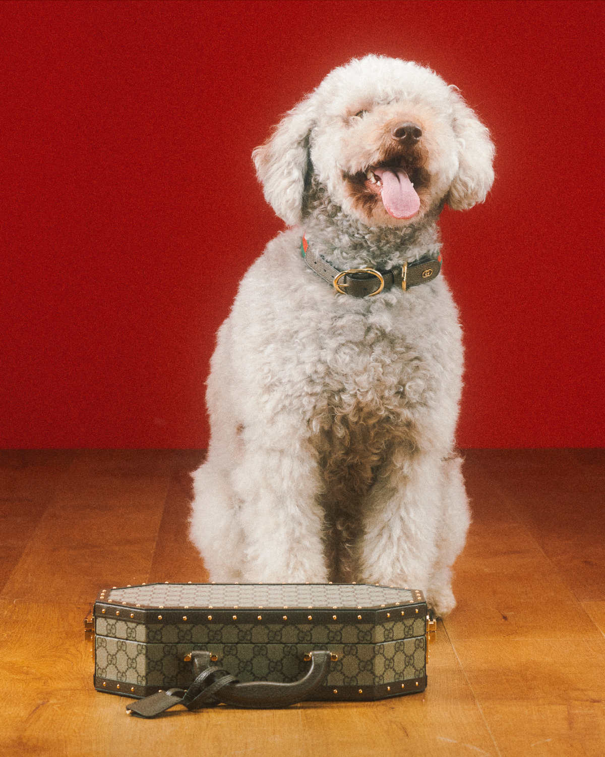 Gucci Introduces Its New Pet Collection