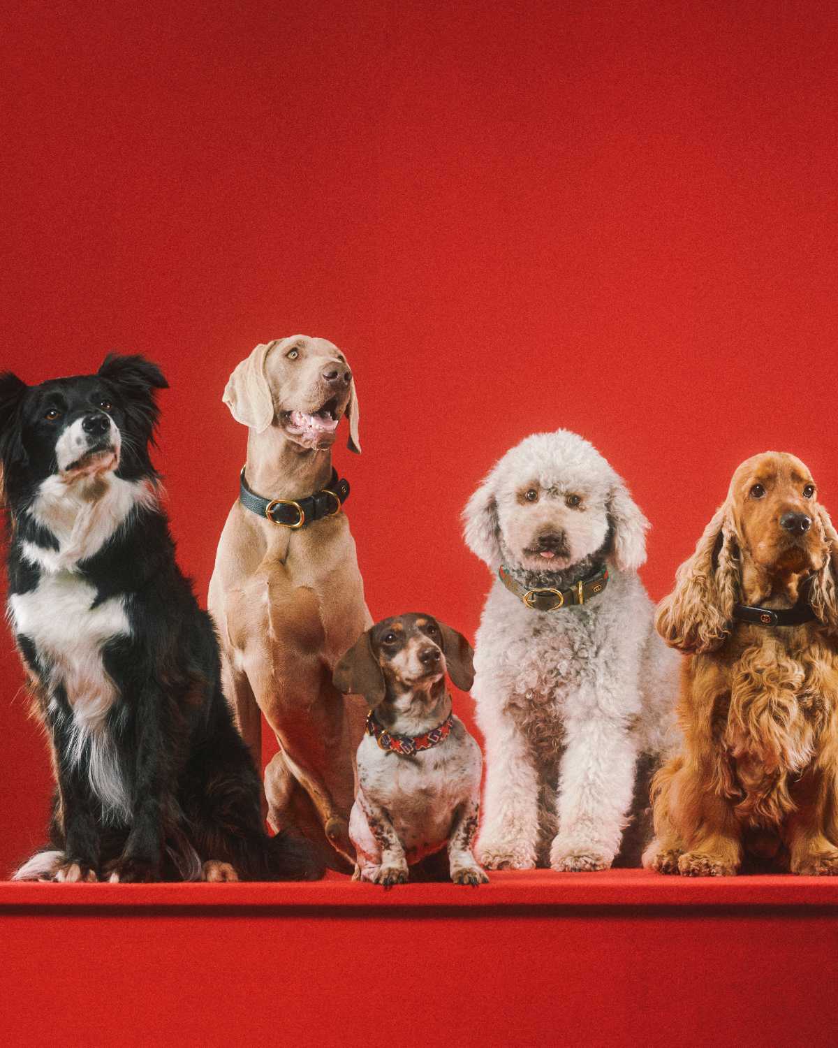 Gucci Pet Collection Is Introduced – WWD