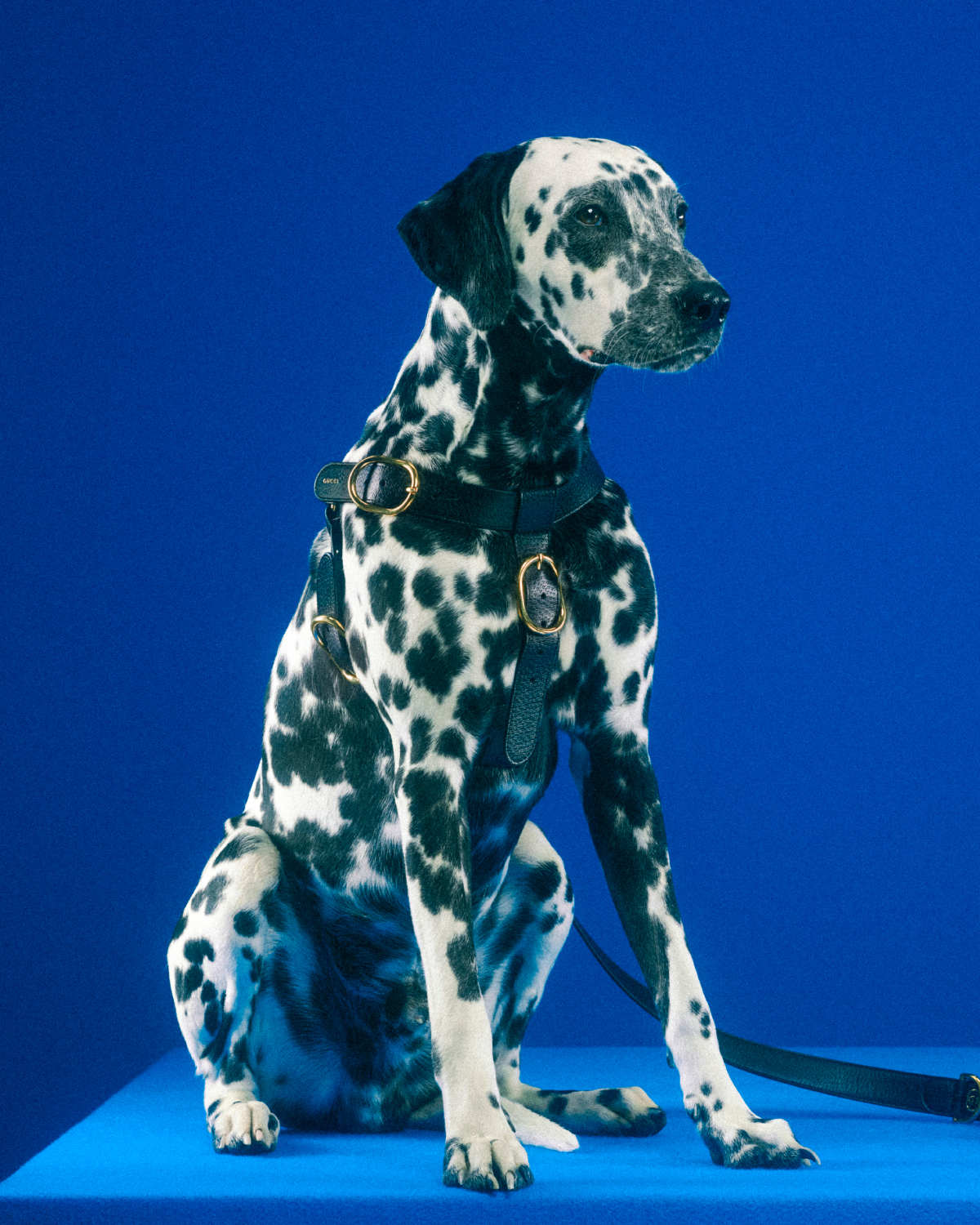 Gucci launches pet collection for beloved pooches to live in style