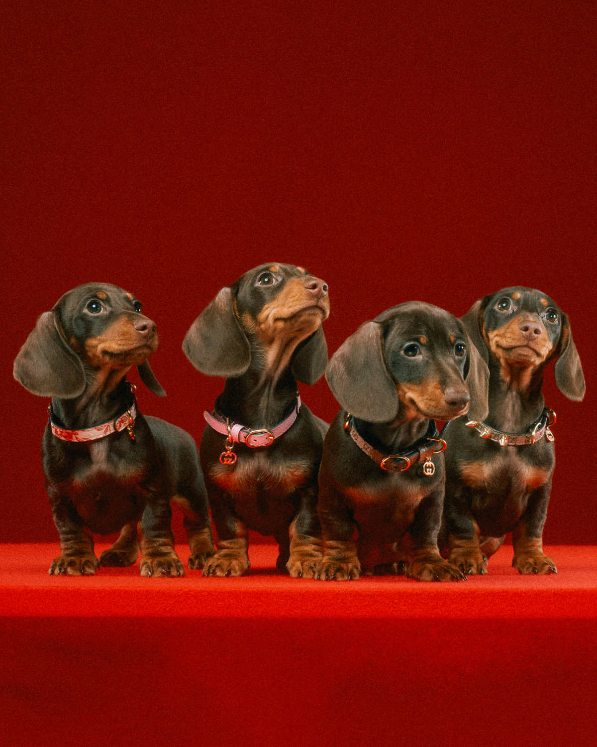 Gucci Introduces Its New Pet Collection