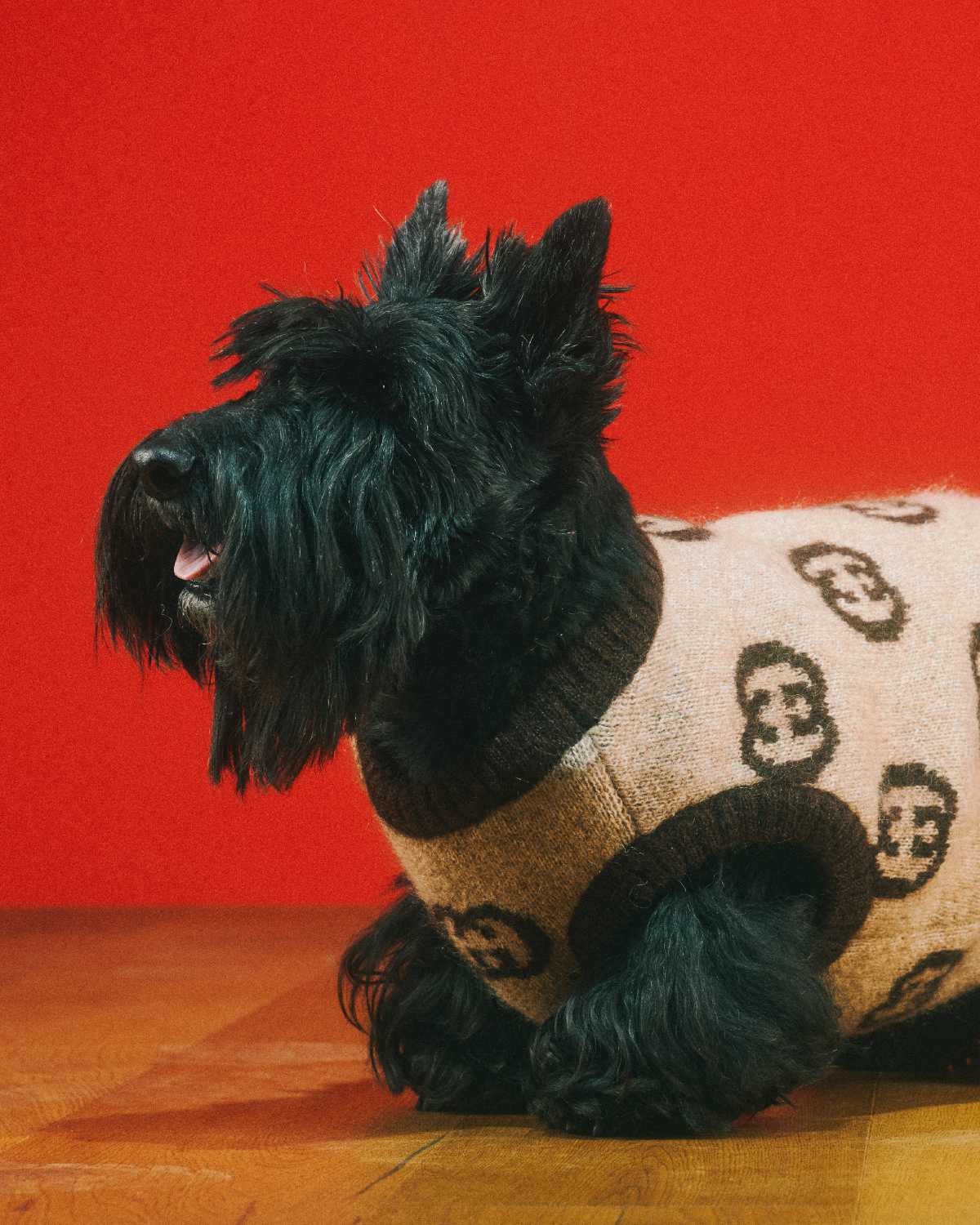 Gucci - The Gucci Pet Collection continues the narrative