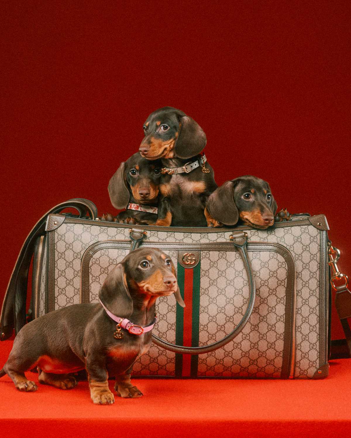 The article: UNVEILING THE GUCCI PET COLLECTION