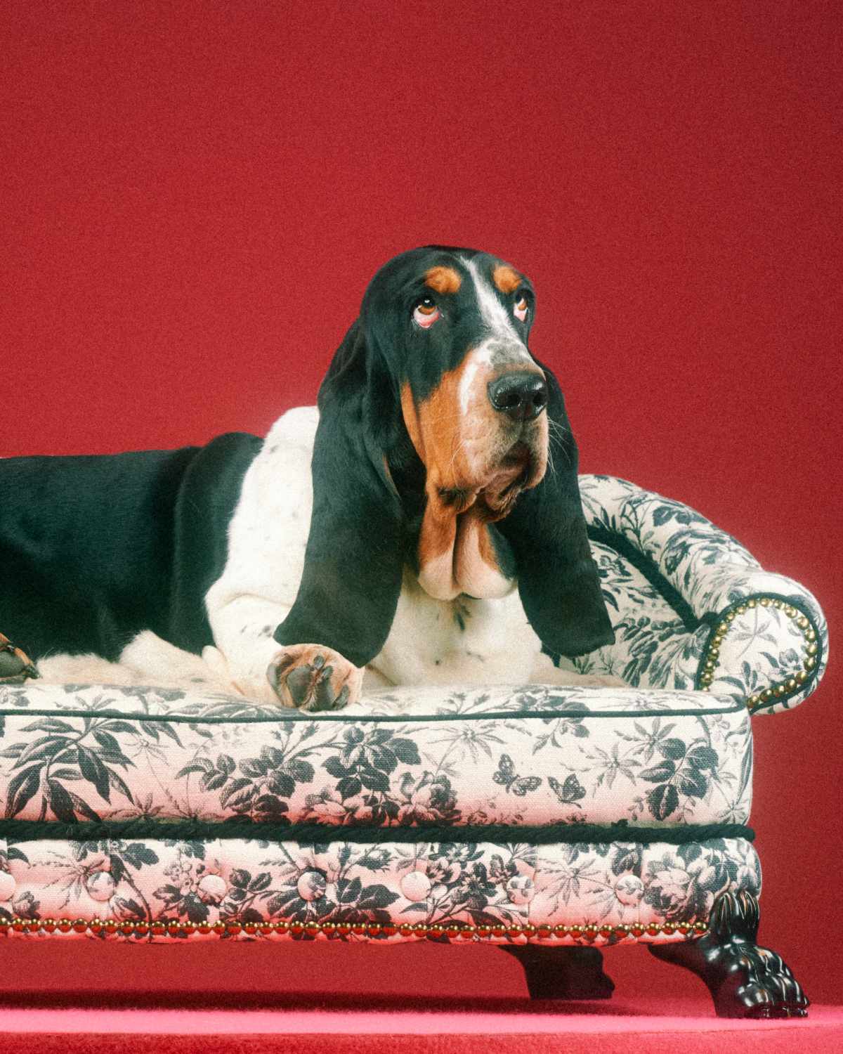 Introducing Gucci's Brand New Capsule: The Gucci Pet Collection