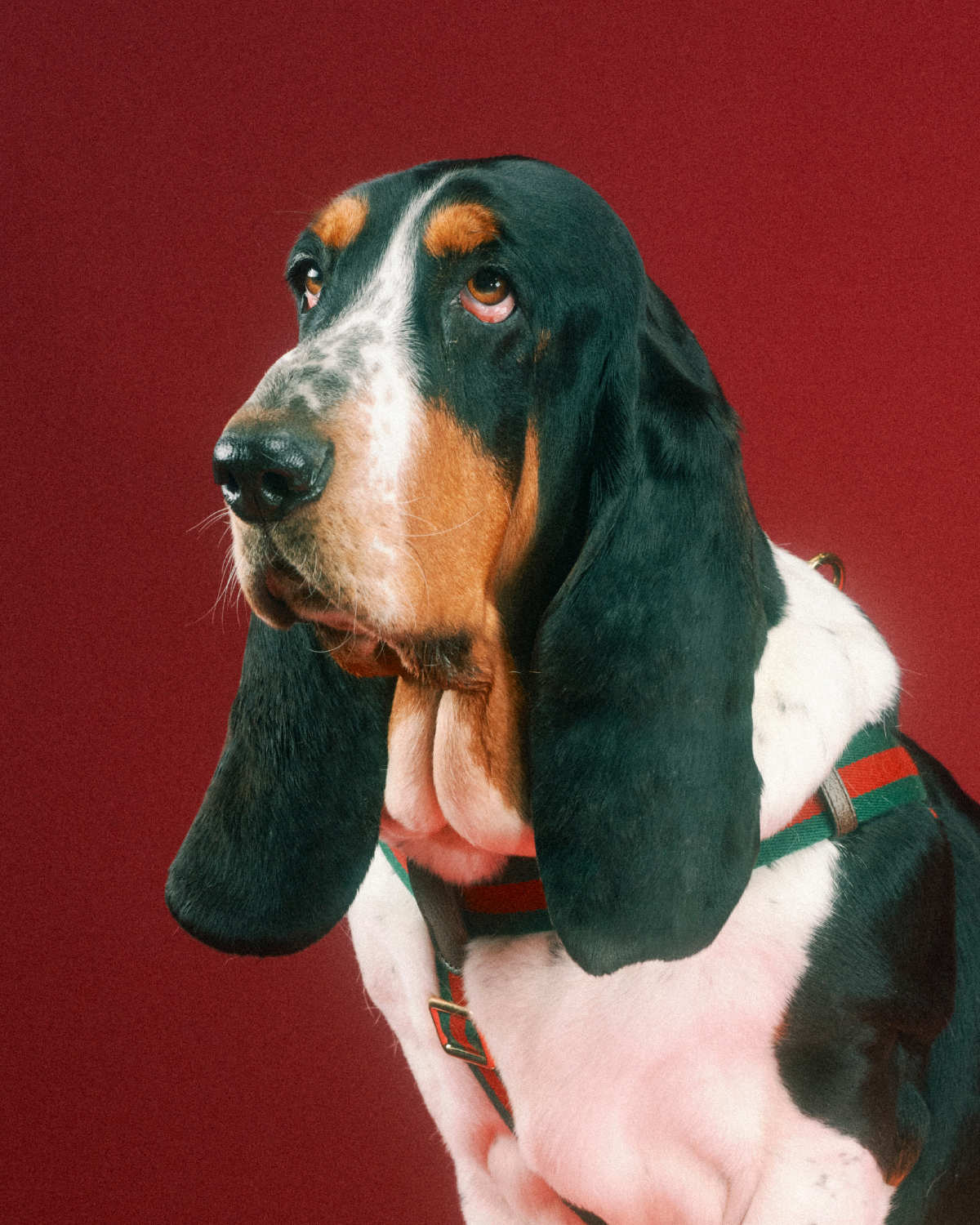 Gucci Introduces Its New Pet Collection