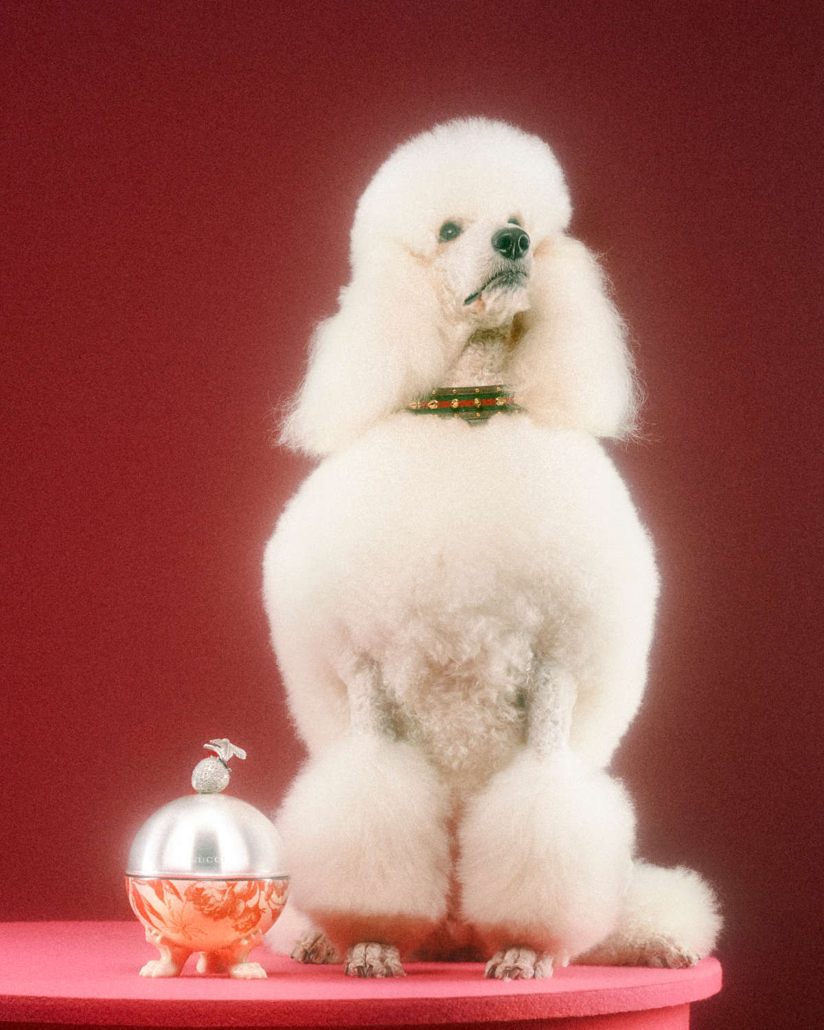 Gucci unveils surprising and delightful Gucci Pet Collection