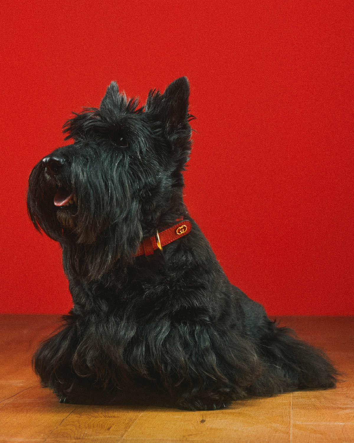 Gucci Debuts Collection Dedicated to Pets