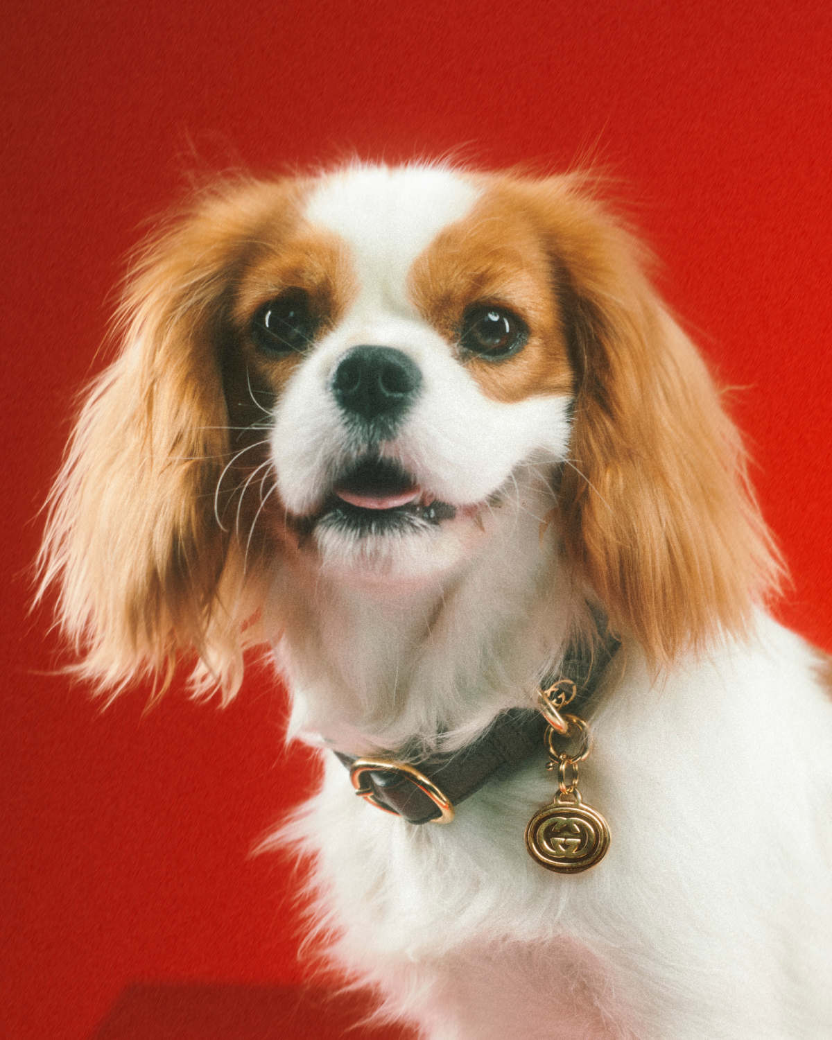 Gucci - The Gucci Pet Collection continues the narrative