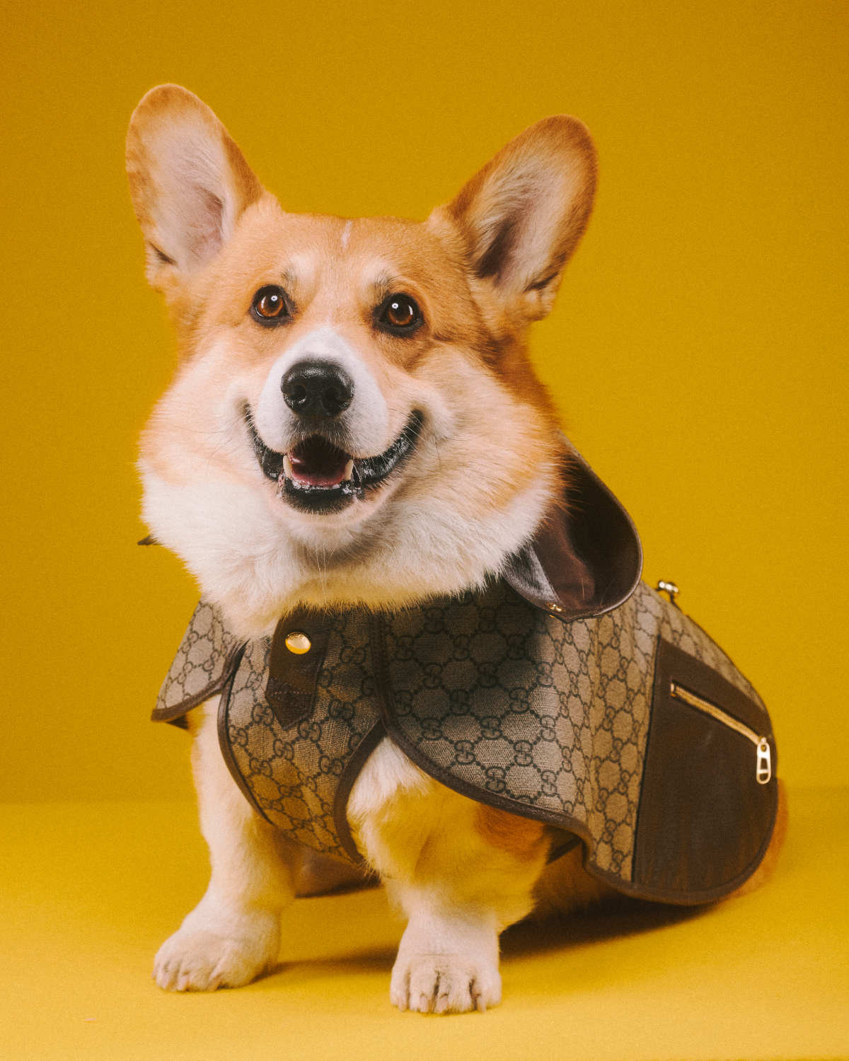 Gucci's First Pet Collection Is For Good Boys & Bad Bitches