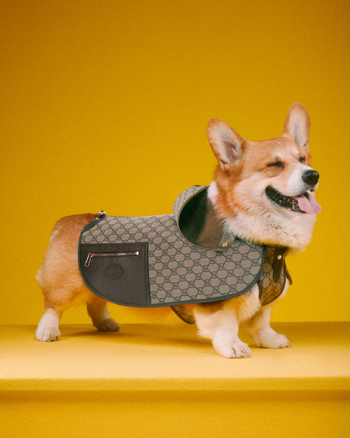 Gucci Introduces Its New Pet Collection