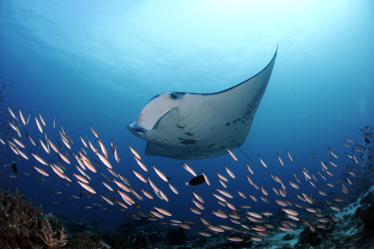 Carl F. Bucherer The Patravi Scubatec Maldives Making The Manta